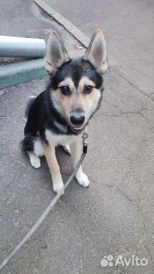 Собака в добрые руки отдам бесплатно