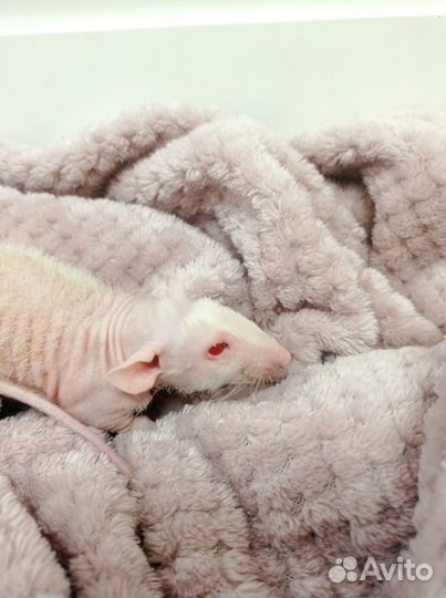 Крыса сфинкс