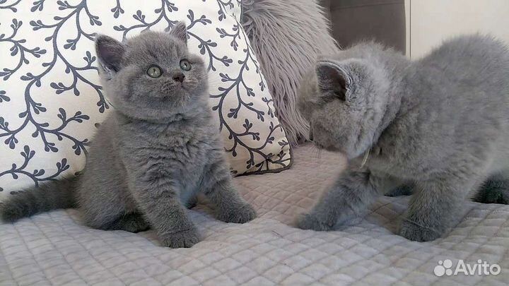 Шотландские котята