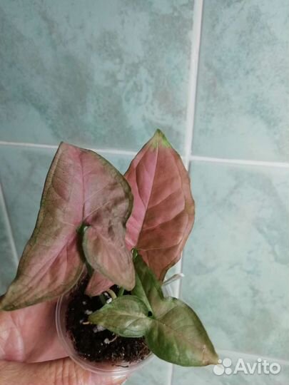 Сингониумы