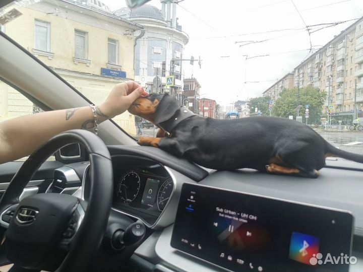 Такса 5 месяцев с паспортом