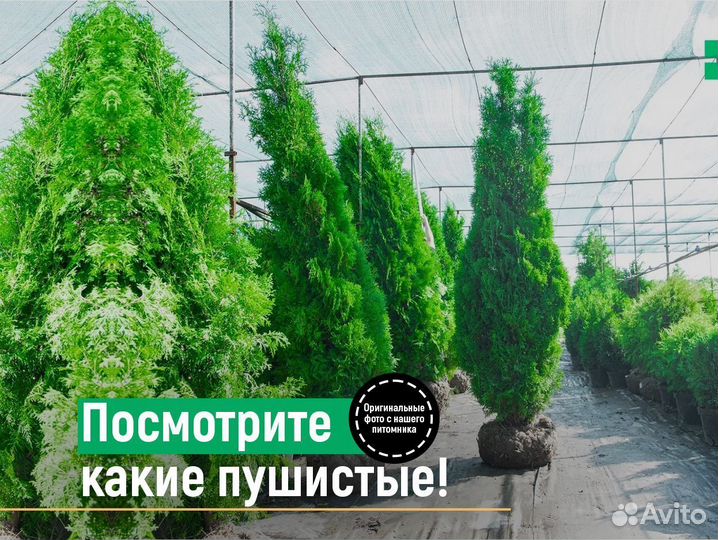 Туи колумна 1,2 м свежая копка 2023