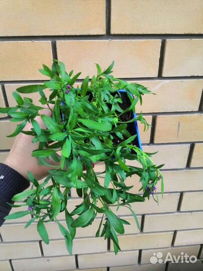 Алиссум вегетативный