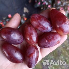 Саженцы винограда - купить в Тамбовской области