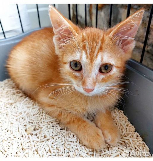 Котята в добрые руки бесплатно