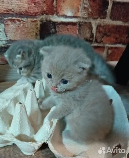 Шотландские котята