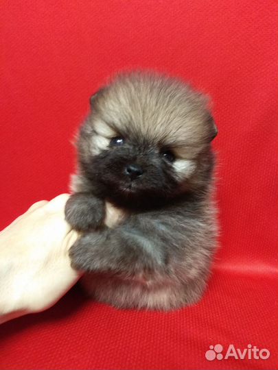 Щенки шпица мини