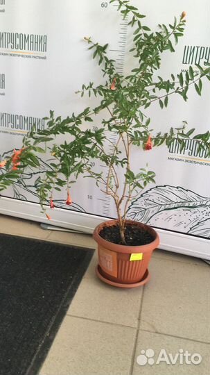 Гранат Карликовый Нана