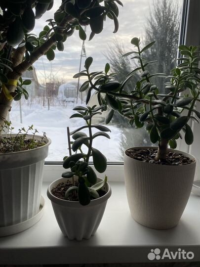 Толстянка, денежное дерево