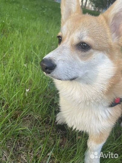 Собака для фотосессии