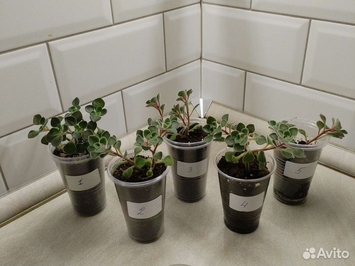 Продам цветы комнатные