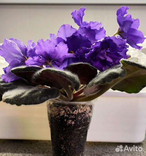 Фиалка Arctic Frost (спорт)