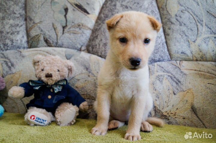 Ищет дом очаровательный щенок Марго