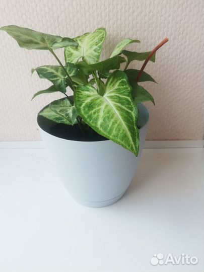 Комнатное растение Сингониум