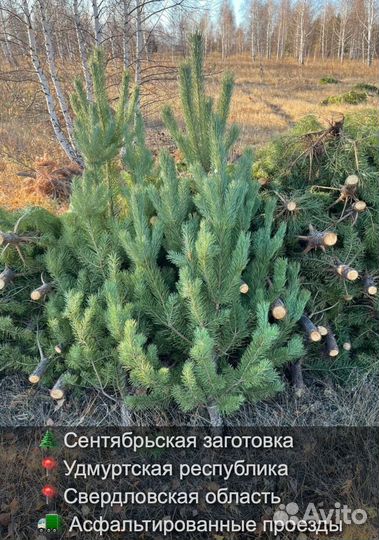 Сосна сентябрьская рождественская опт