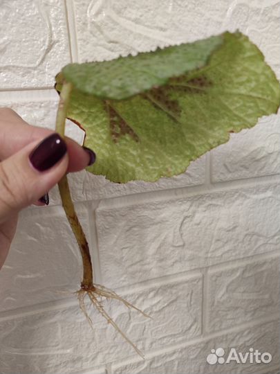 Укоренненый листок бегонии Мэсона