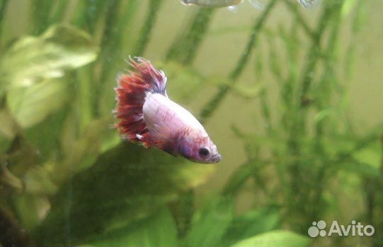 Рыбка для аквариума