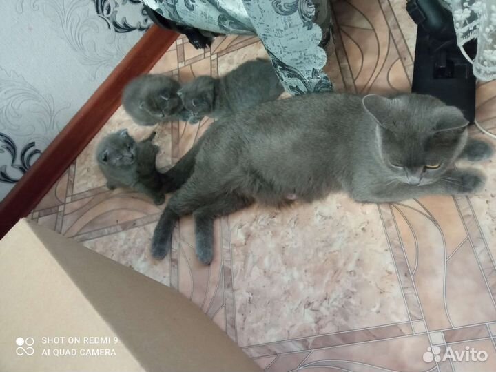 Кошки в добрые руки бесплатно