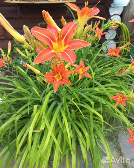 Лилейник (обмен)