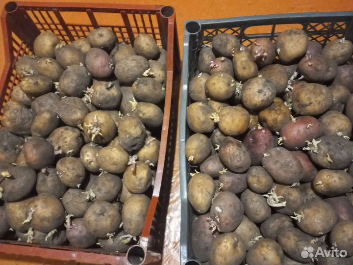 Семенной картофель