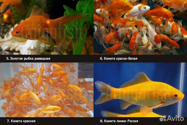 Карп кои карась комета золотая рыбка купить