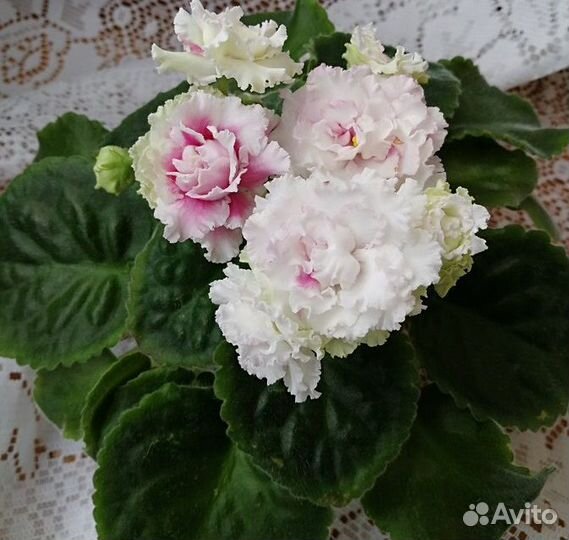 Сортовая фиалка: укоренённые листы