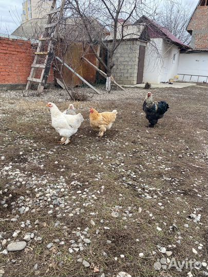 Петух и2 курицы