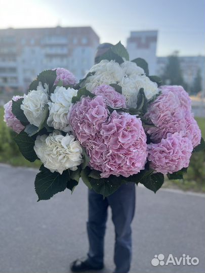 Гортензии гиганты