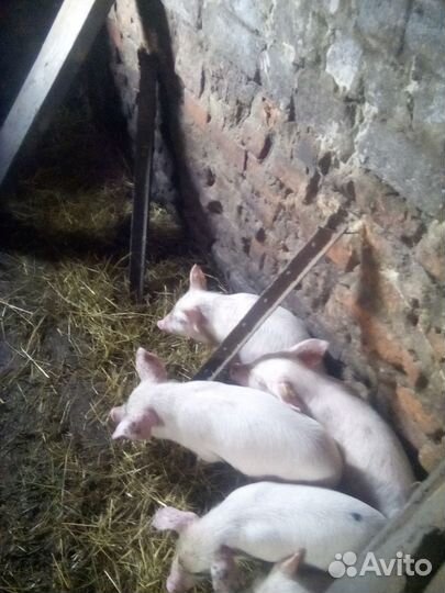 Поросята