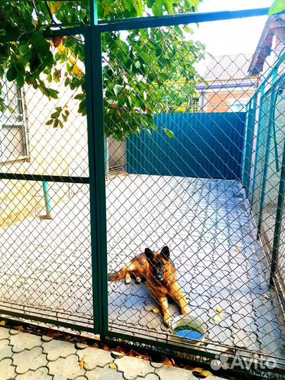 Гостиница для собак