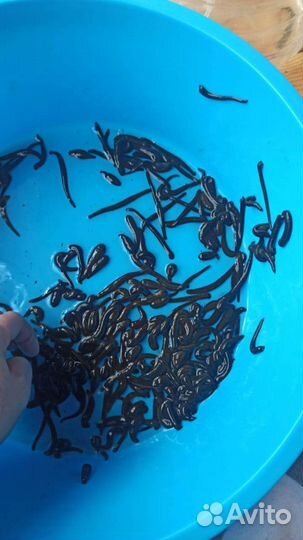 Пиявка восточка Москва