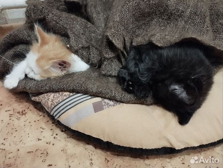 Бусинка и Коржик
