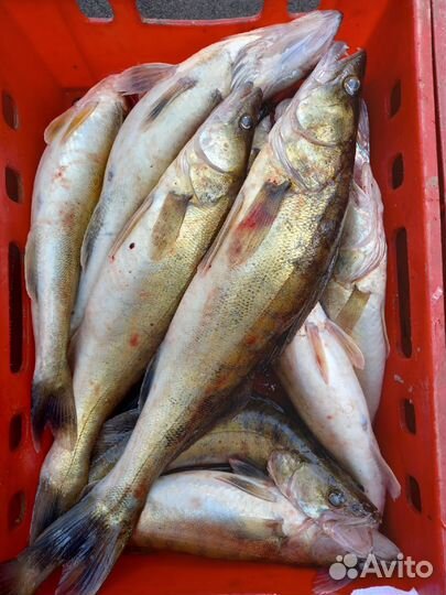 Свежая речная рыба в Самаре