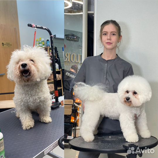 Стрижка собак. Грумер