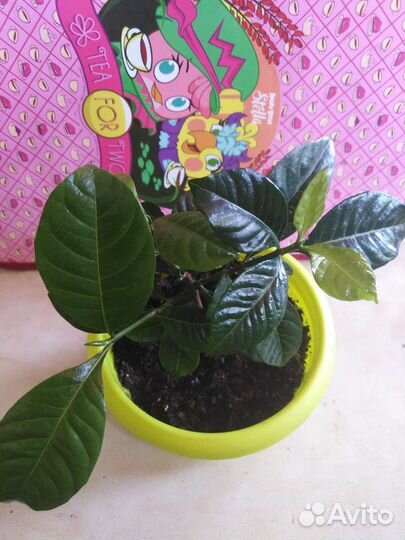 Гардения жасминовидная