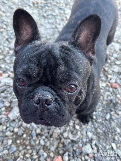 Французский бульдог