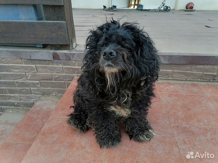 Найдена собака