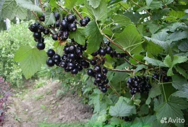 Смородина черная Высота от 50см