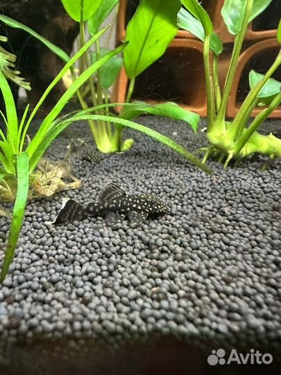 Сомики анциструсы(2 вида)