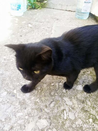 Отдам котика