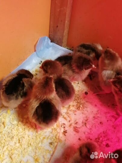 Кучинские юбилейные