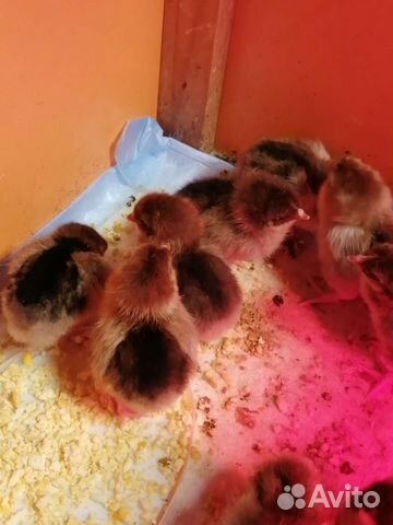 Кучинские юбилейные