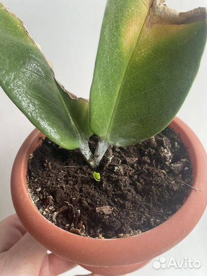 Замиокулькас