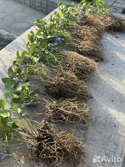 Многолетник