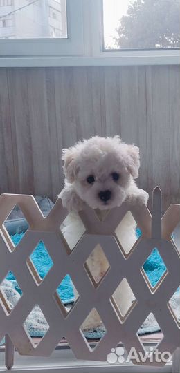 Бишон фризе