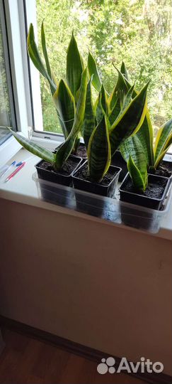 Сансевиерия Щучий хвост