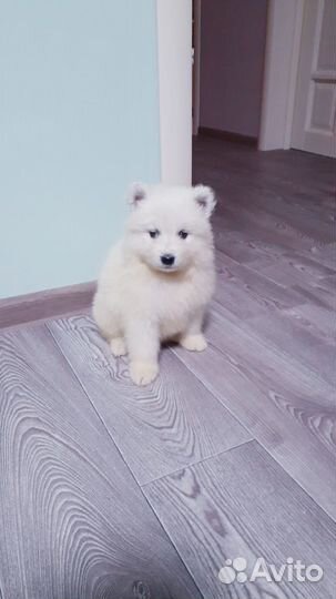 Щенки самоеда