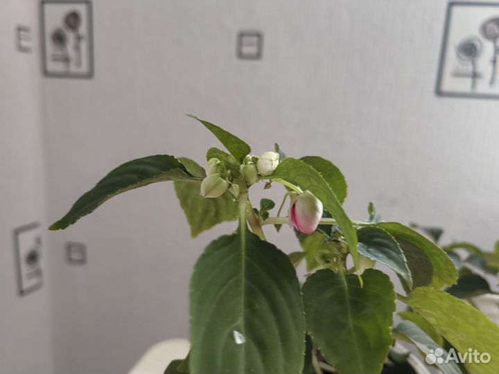 Бальзамин махровый