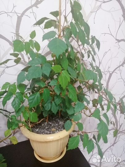 Комнатные растения