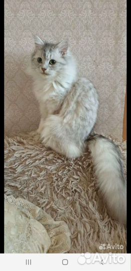 Кошки.бесплатно